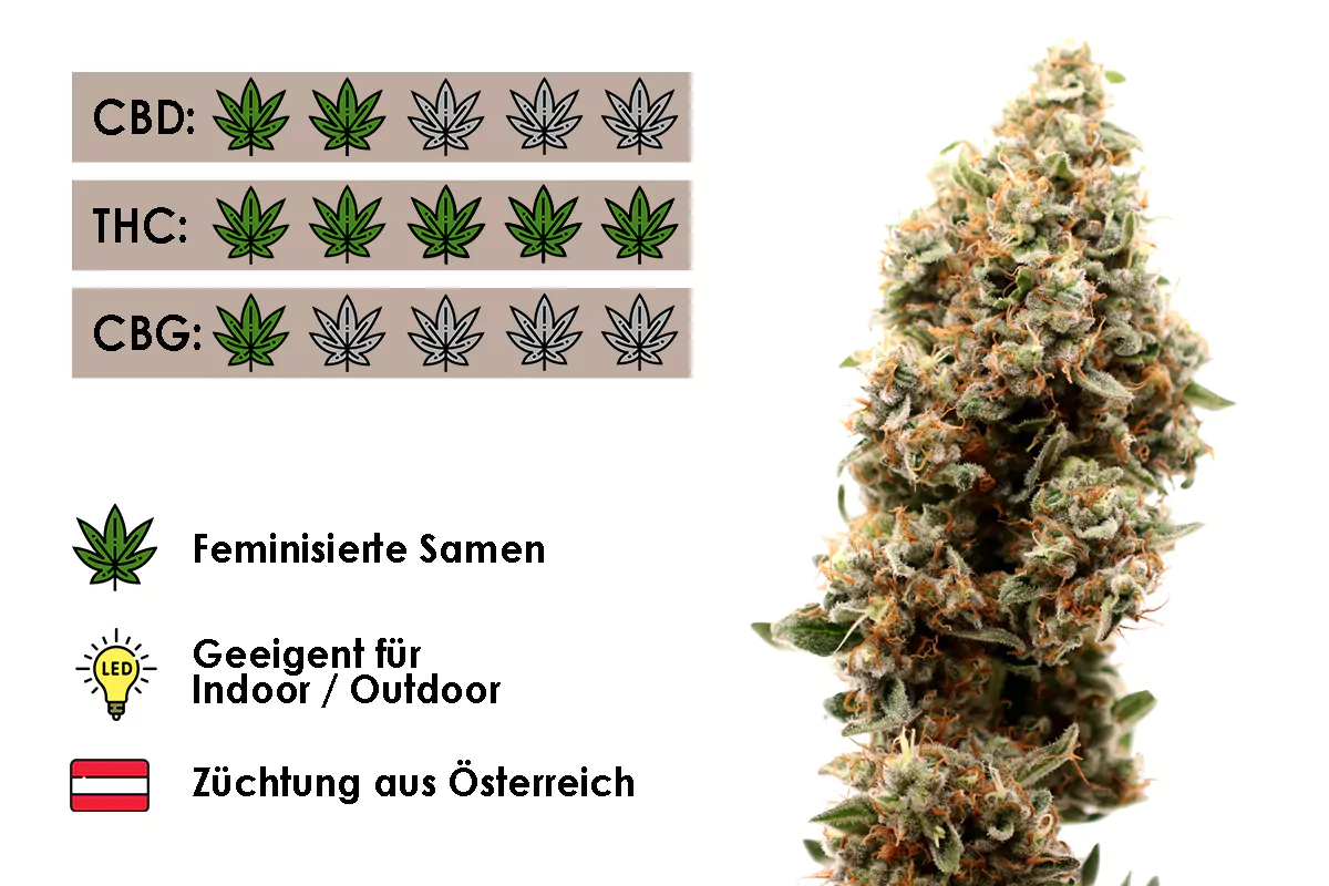 Amnesia OG (Hanfsamen 5Stk.)